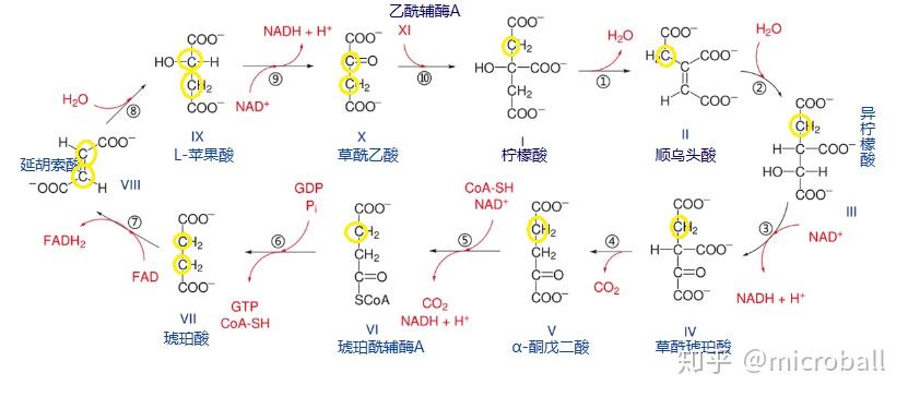 求問一下 丙酮酸進入三羧酸循環 是變成乙酰輔酶a 還是變成草酰乙酸?