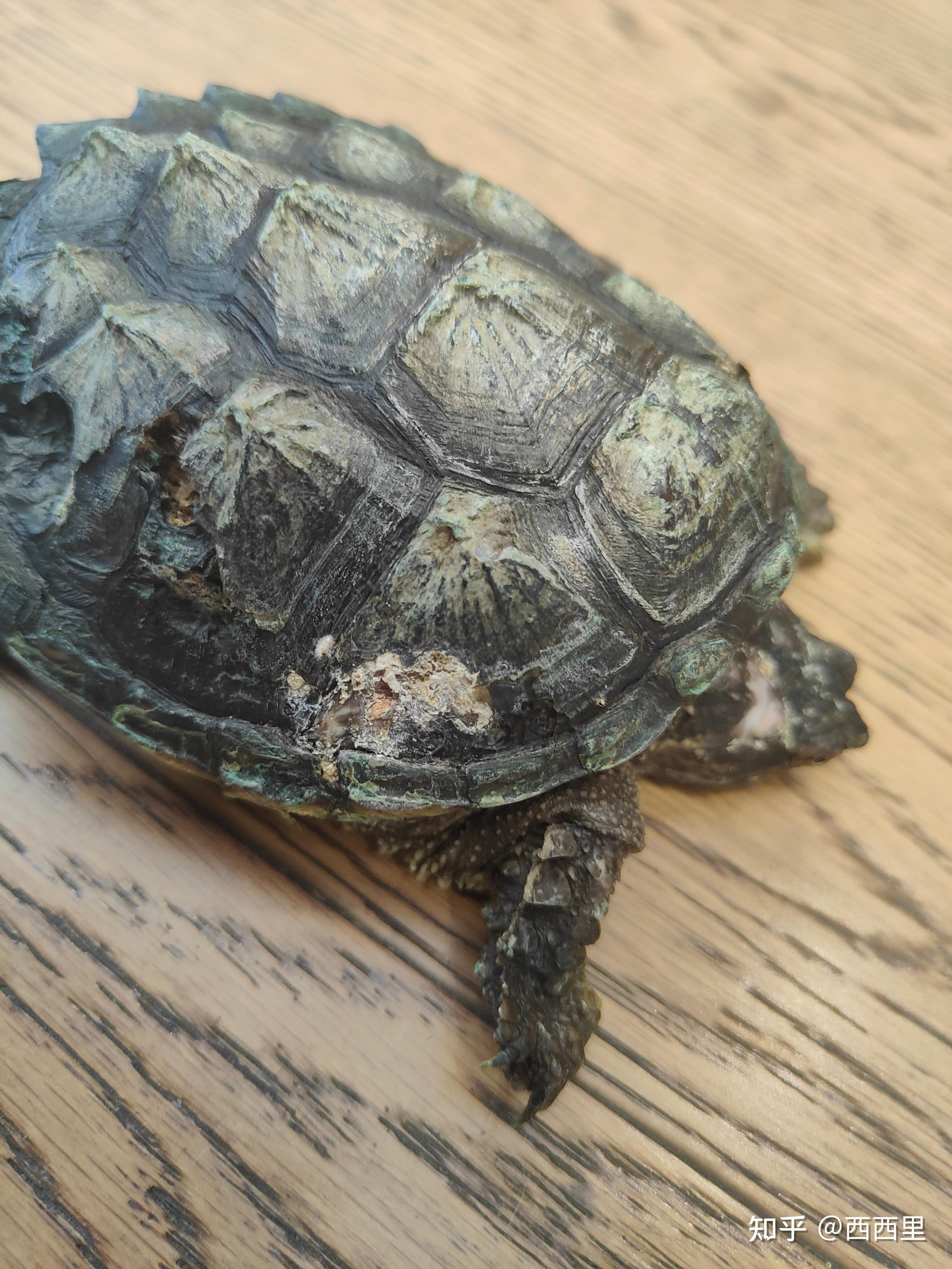 鳄龟腐甲怎么治疗? - 知乎
