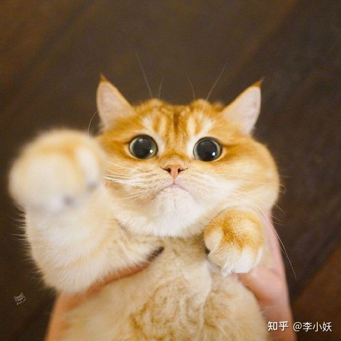 优享资讯 新手最适合养哪种猫