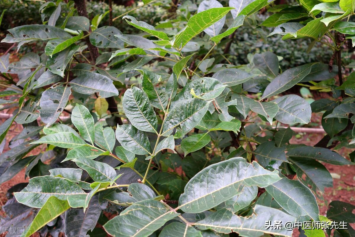 吴芋的功效与作用(吴茱萸味辛苦)插图(2)