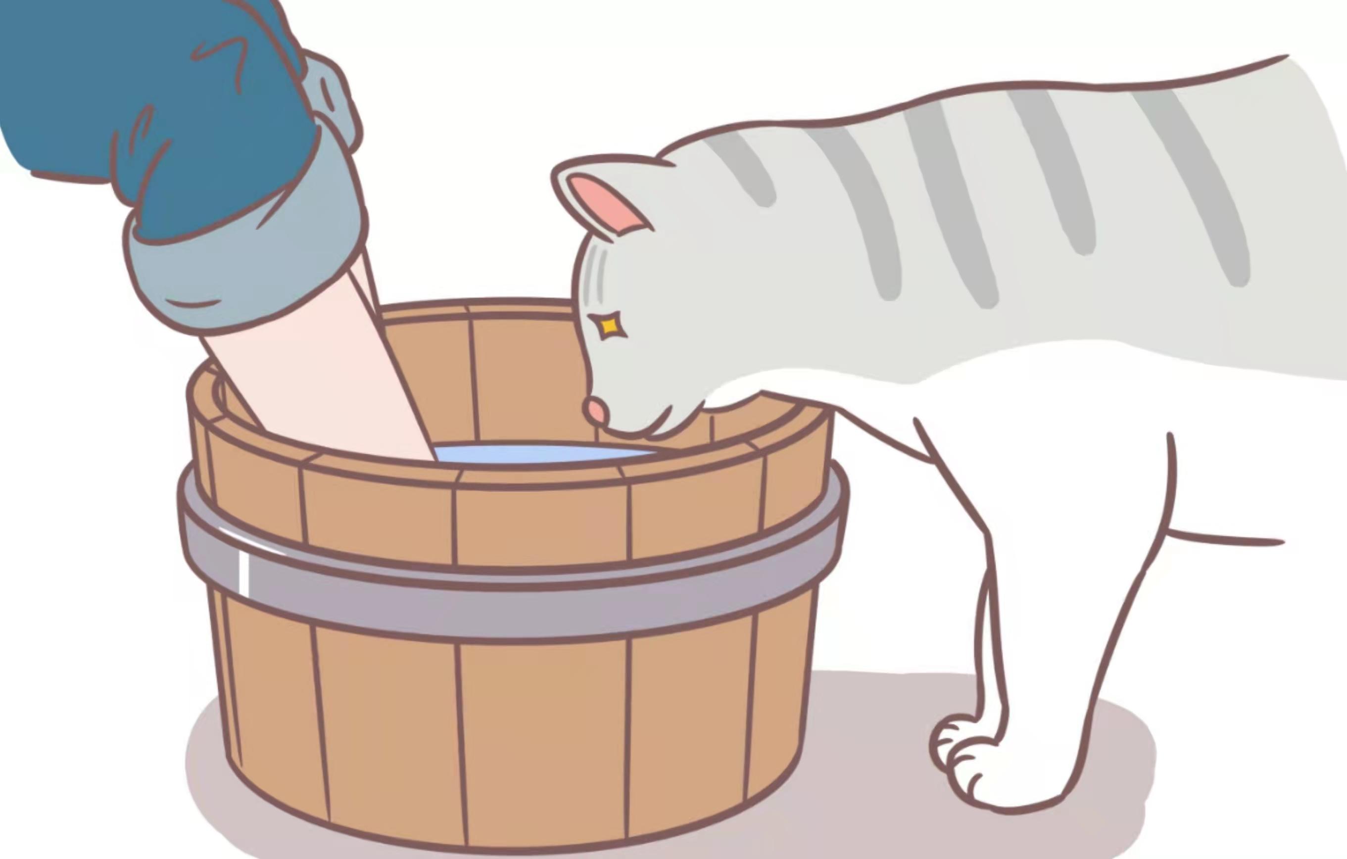 猫咪那么可爱,为什么偏偏爱喝洗脚盆里的水?原因既然是这些