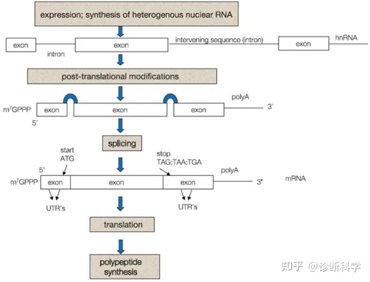 诊断技术|原核生物和真核生物的RNA - 知乎