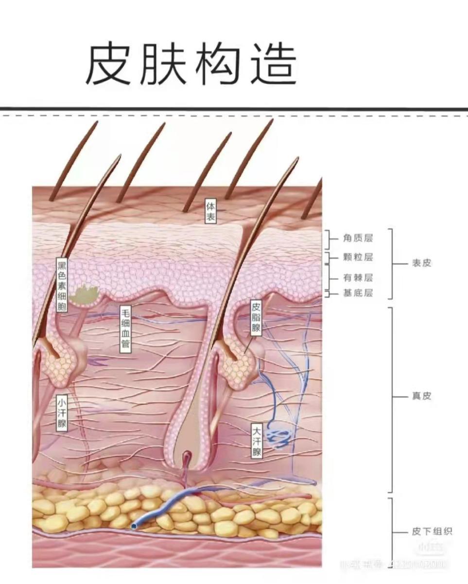 镜子上才能舒服一些,那时的我还不明白,这是因为孩子们皮肤厚度比成