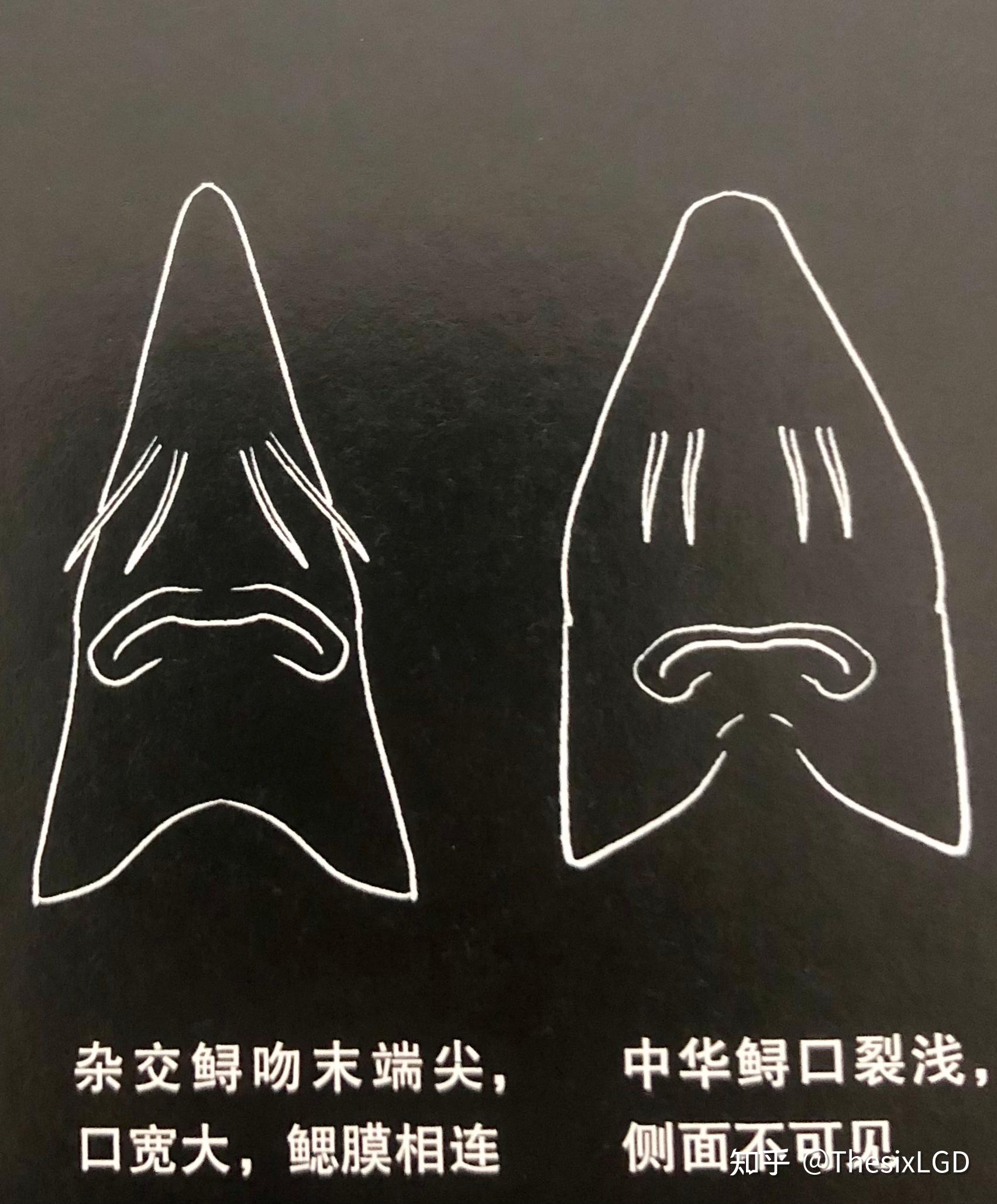 中华鲟是保护动物么?