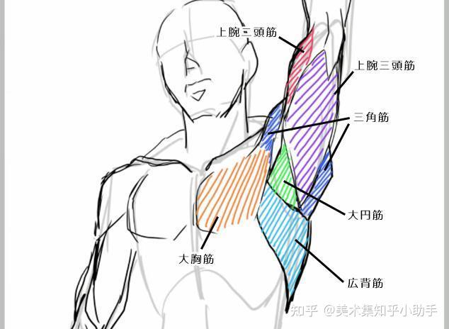 學畫畫的新手怎麼畫好動漫人物手臂