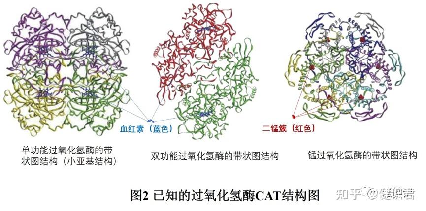 过氧化物酶体结构图图片