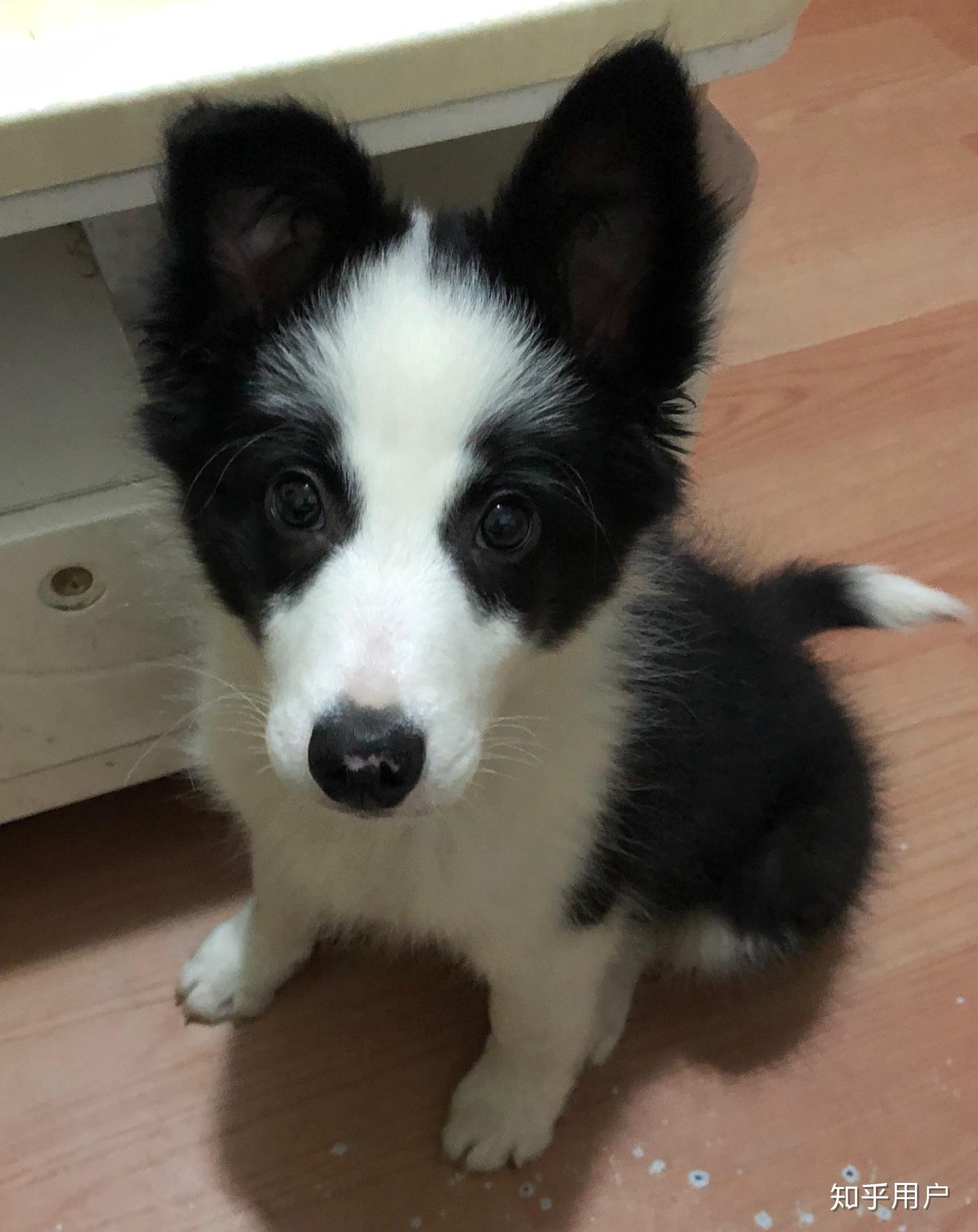 黑白小狗是什么品种的狗