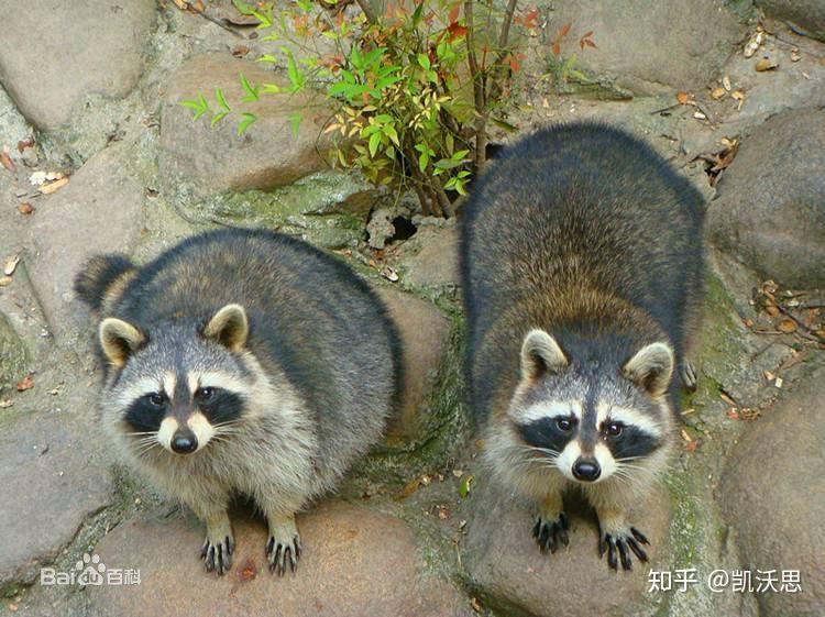 如何区分浣熊和小熊猫