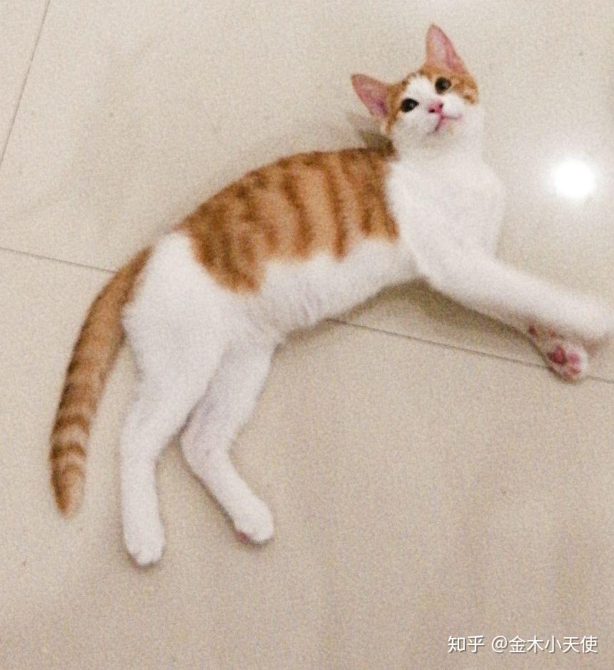 怎么看小猫的年龄体型 v2-ba8c213e4bc172646e02f98cf073377c_r.jpg