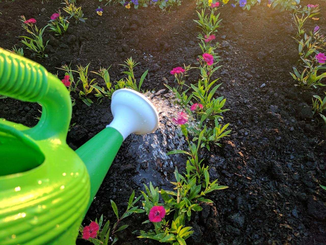 豆瓣绿如何浇水