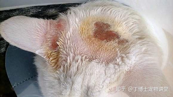 人犬猫共患传染性皮肤病猫癣的治疗和护理