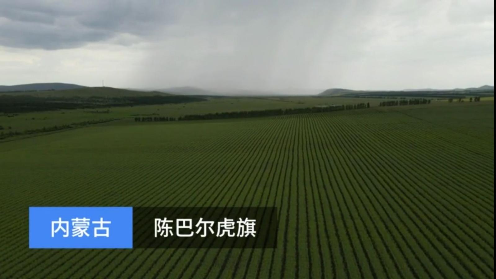 如何看待媒体再披露敦煌毁林案资料显示敦煌阳关林场防护林面积为13