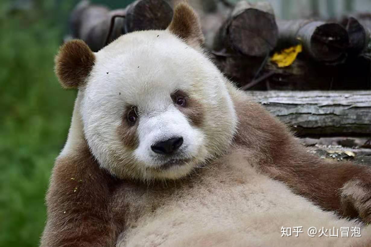 Cute brown panda is bullied by other bears for his light fur in China ...