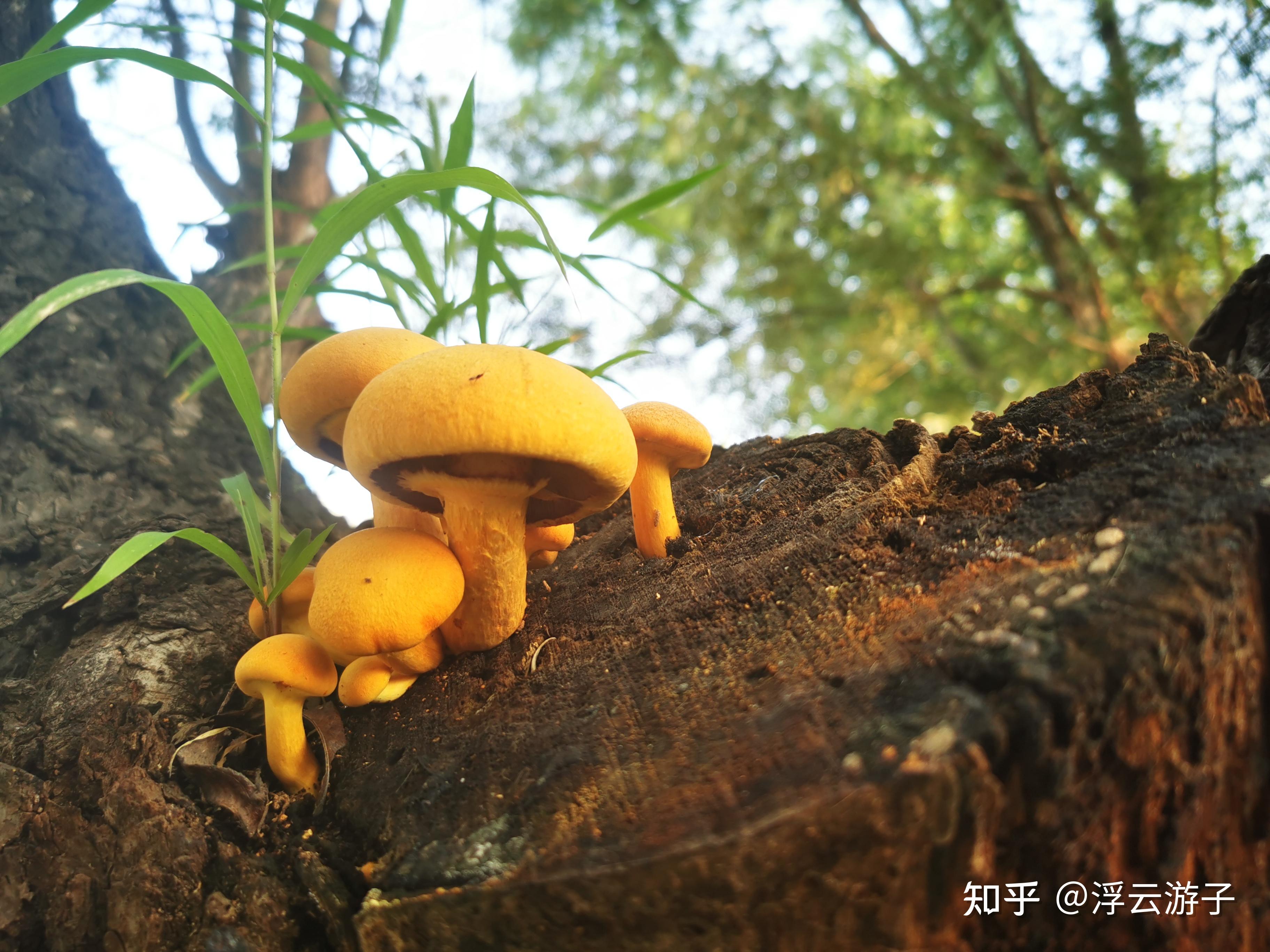 请问这种黄伞伞是什么菌类? - 知乎