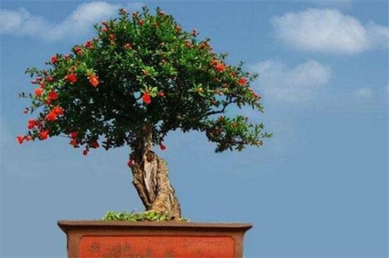 石榴花的养殖方法和注意事项 知乎