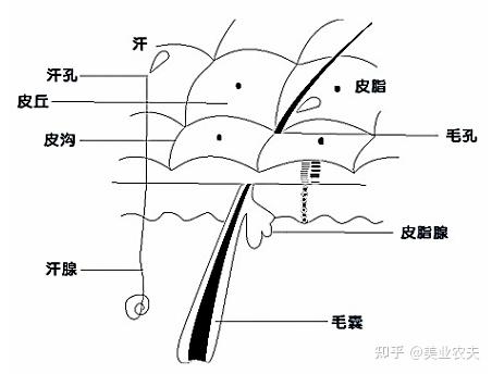 皮肤结构图简笔画图片