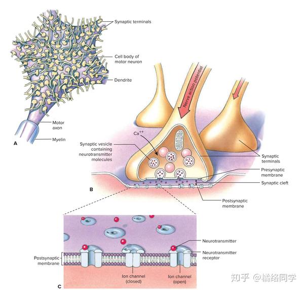 动物系统精讲（五）：神经调节（神经系统和感觉器官） 知乎