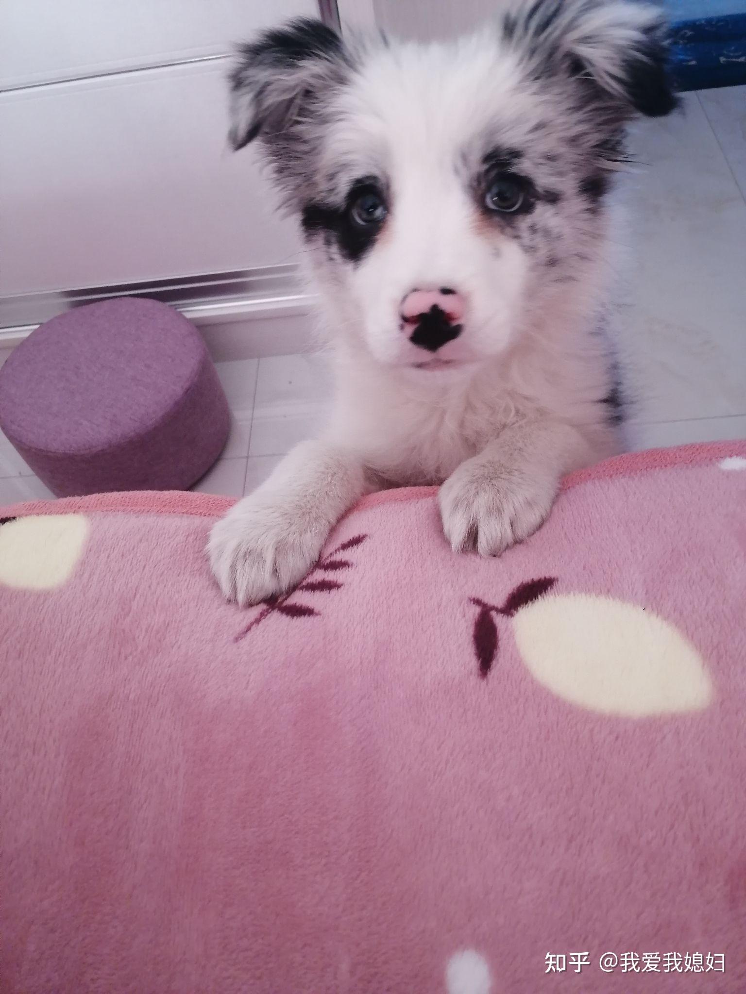 大家帮我看看这只陨石边牧怎么样? - 知乎