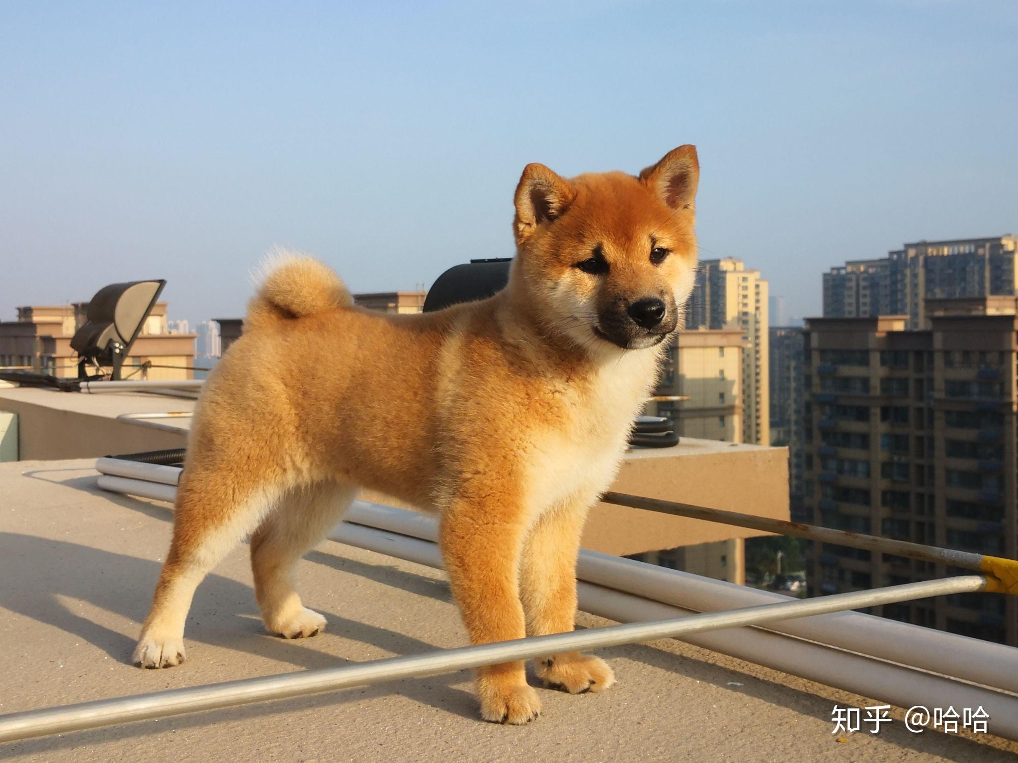 黑嘴柴犬,后面黑色会退吗? - 知乎