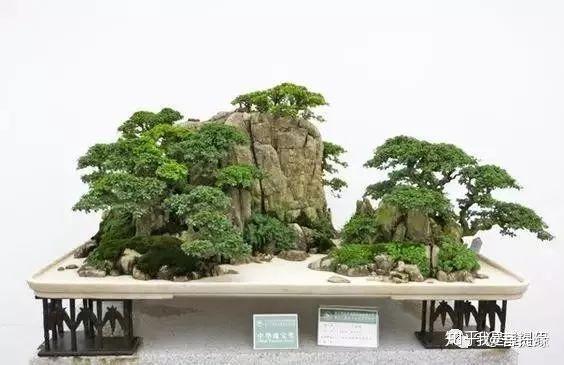 世界上最贵盆栽,一盆就是一座房子-最贵的盆景是什么品种