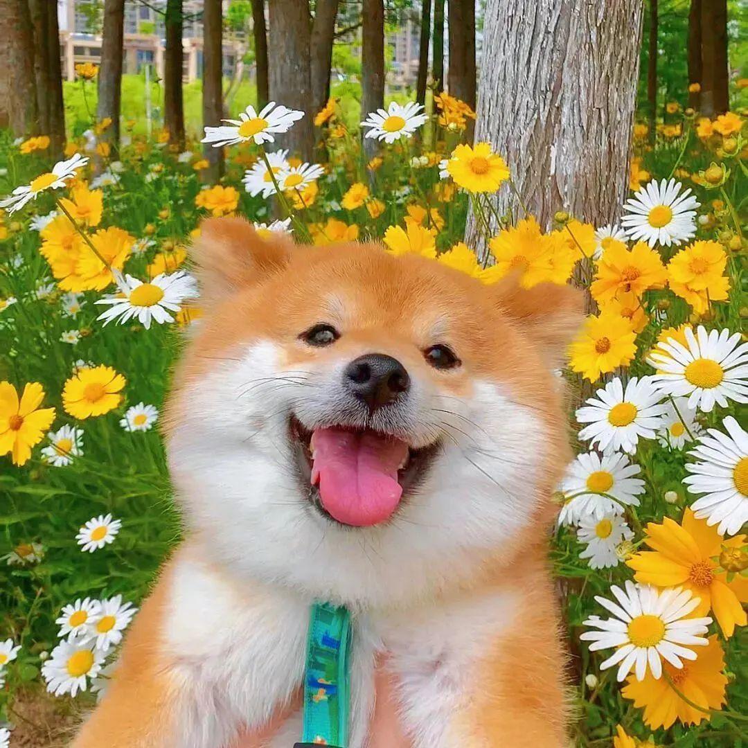 有没有这个狗狗头像