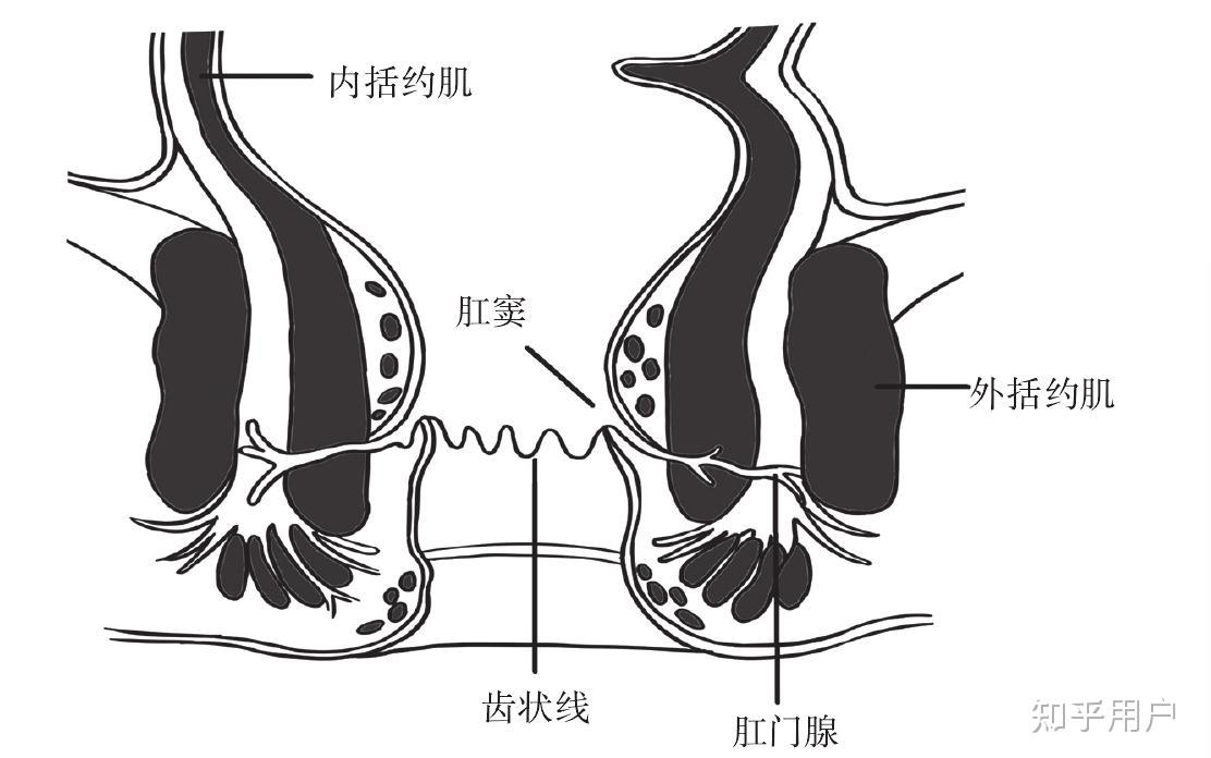 肛管直肠环位置图片