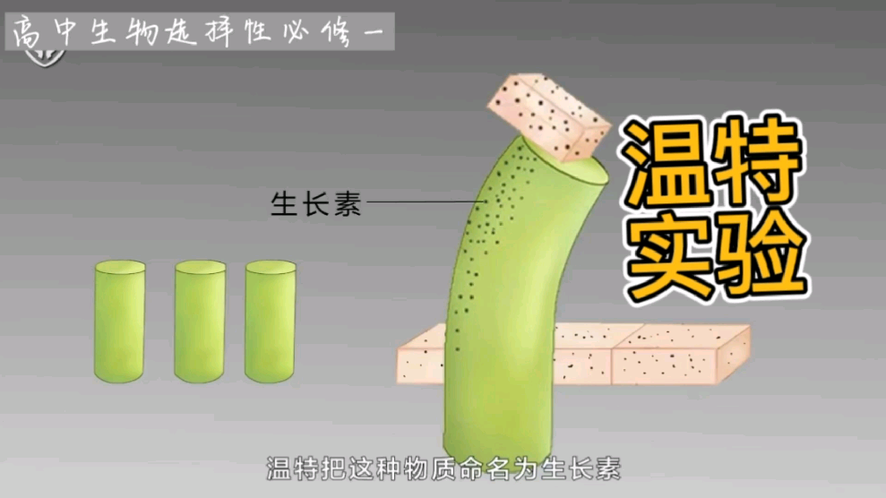 温特植物生长素实验图片