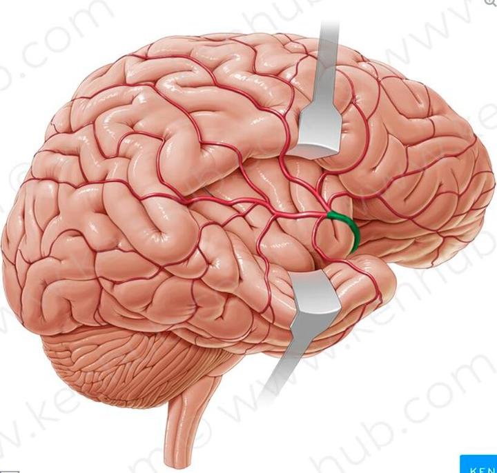 Brodmann area布鲁德曼大脑分区 - 知乎