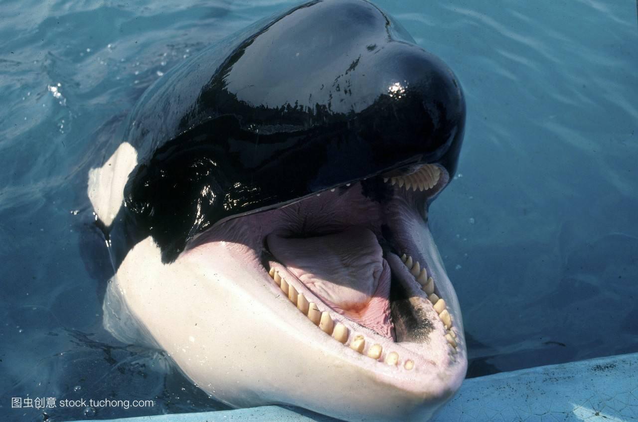 1 相对于成年蓝鲸(25米,150吨以上),虎鲸(8米,8吨),大白鲨(6米,2吨)