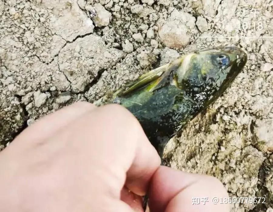 黄骨(颡)鱼有寄生虫怎么处理? - 知乎