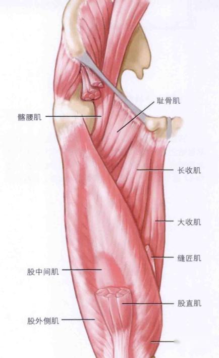 大腿肌肉的解剖