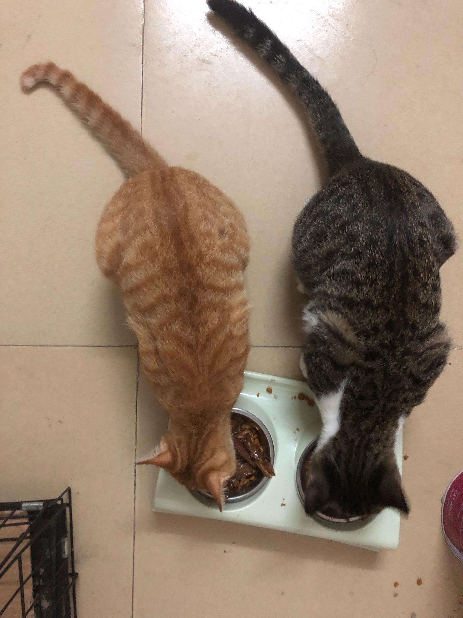 狸花猫和橘猫那个体型大一点? - 知乎