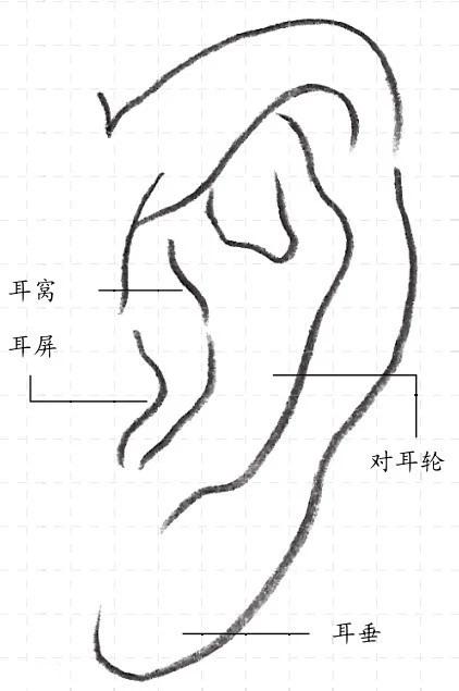 耳朵的结构 简笔画图片