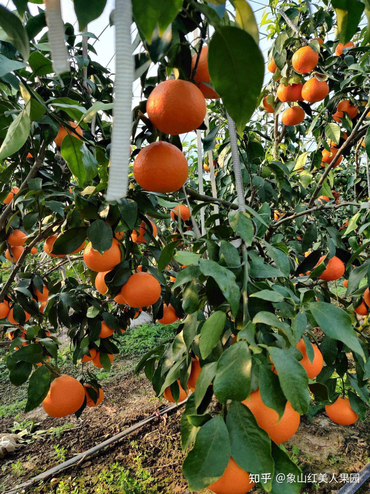 红美人柑橘特点图片