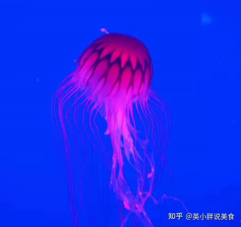 南京带娃必去的海底世界,到底有什么好玩的?