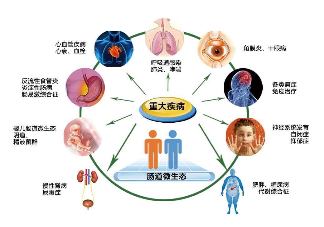 肠道菌群的平衡或失调,对我们的健康有着极其重要的影响.