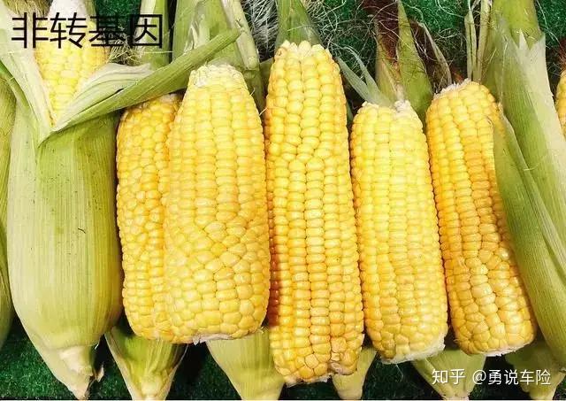 转基因玉米个头大,颗粒饱满,大小均匀,排列整齐,无虫眼,有光泽