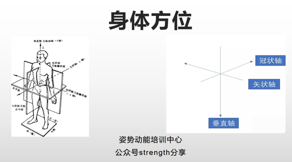 运动解剖学,运动中的基本方位学习,解剖基本功 - 知乎