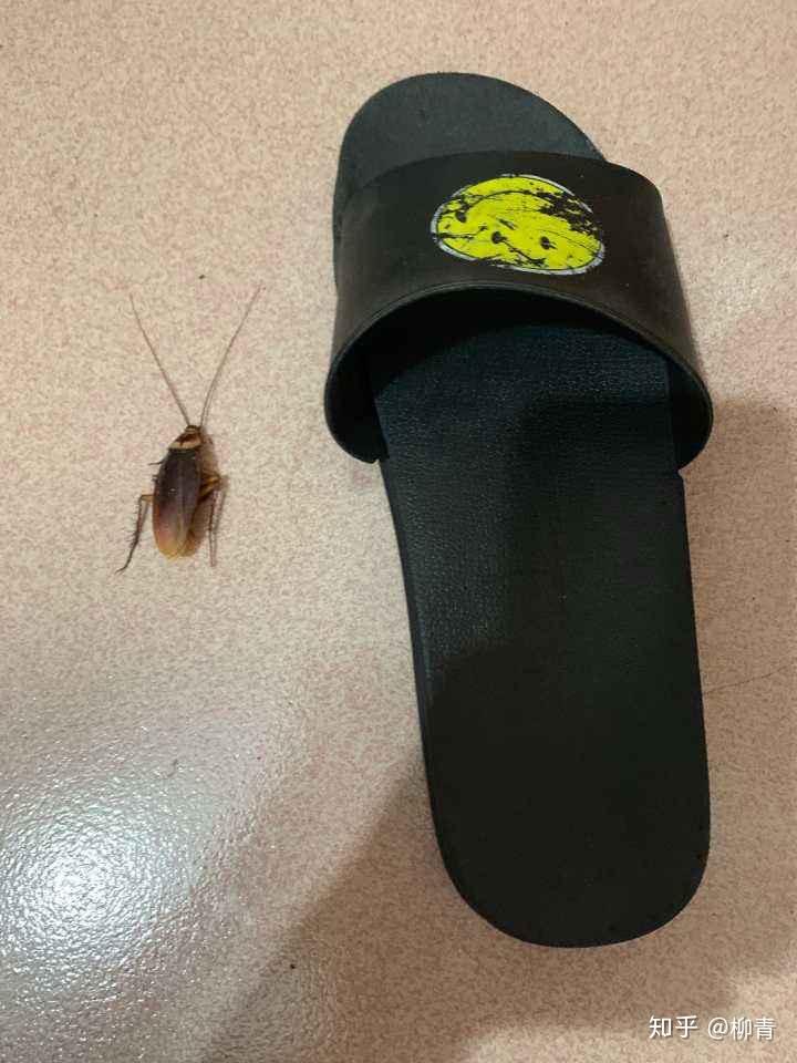 广东人们如何面对蟑螂