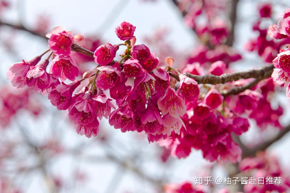 日本樱花的主要品种 - 知乎