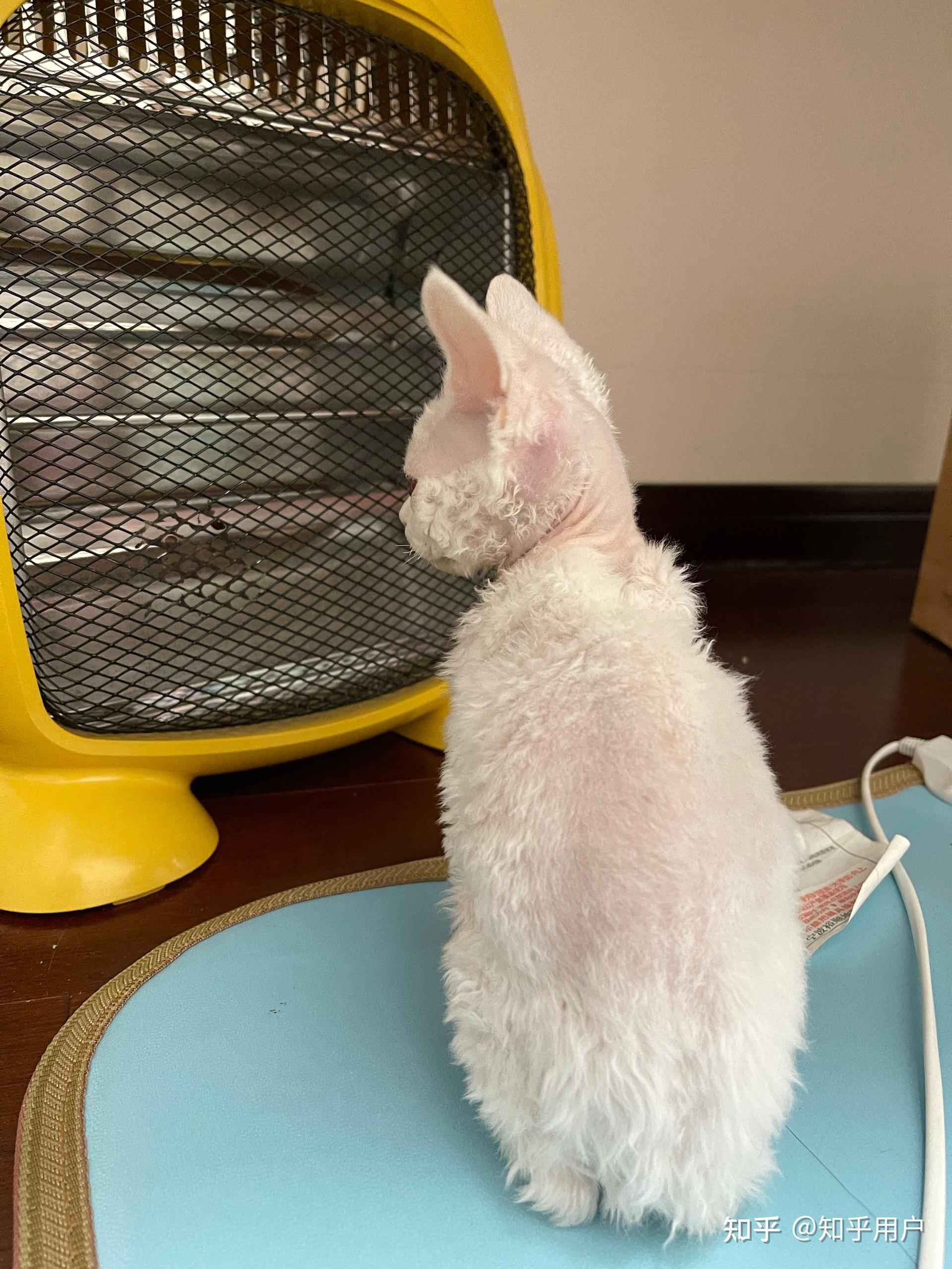 有大神帮我看看这只猫么跪谢想问下关于德文秃毛这只崽7个月了这是