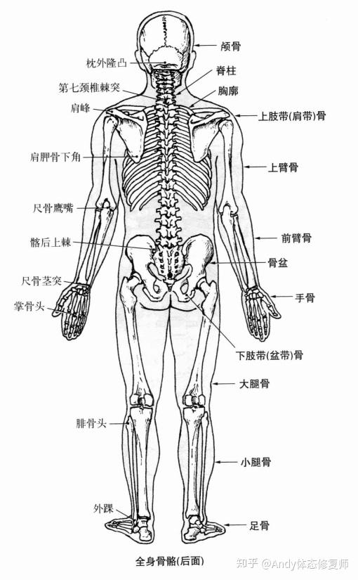 什么是骨骼构成 v2-bae2edb5987fba08e2e11ee889a5bac4_r.jpg
