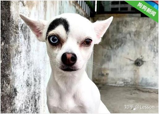 狗狗长着一张阴阳脸看得人强迫症要犯了