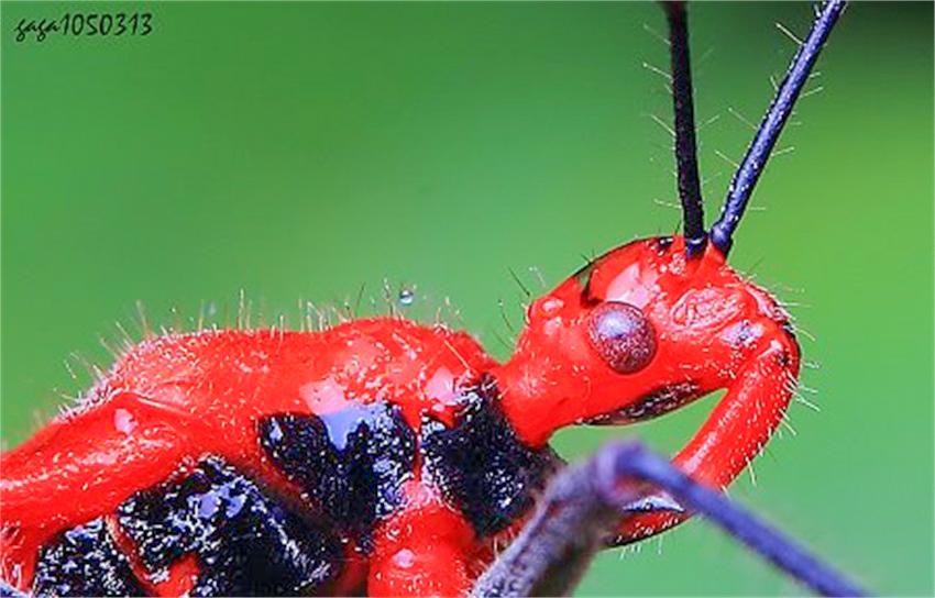 【科普】猎蝽科与姬蝽科的区分 - 知乎