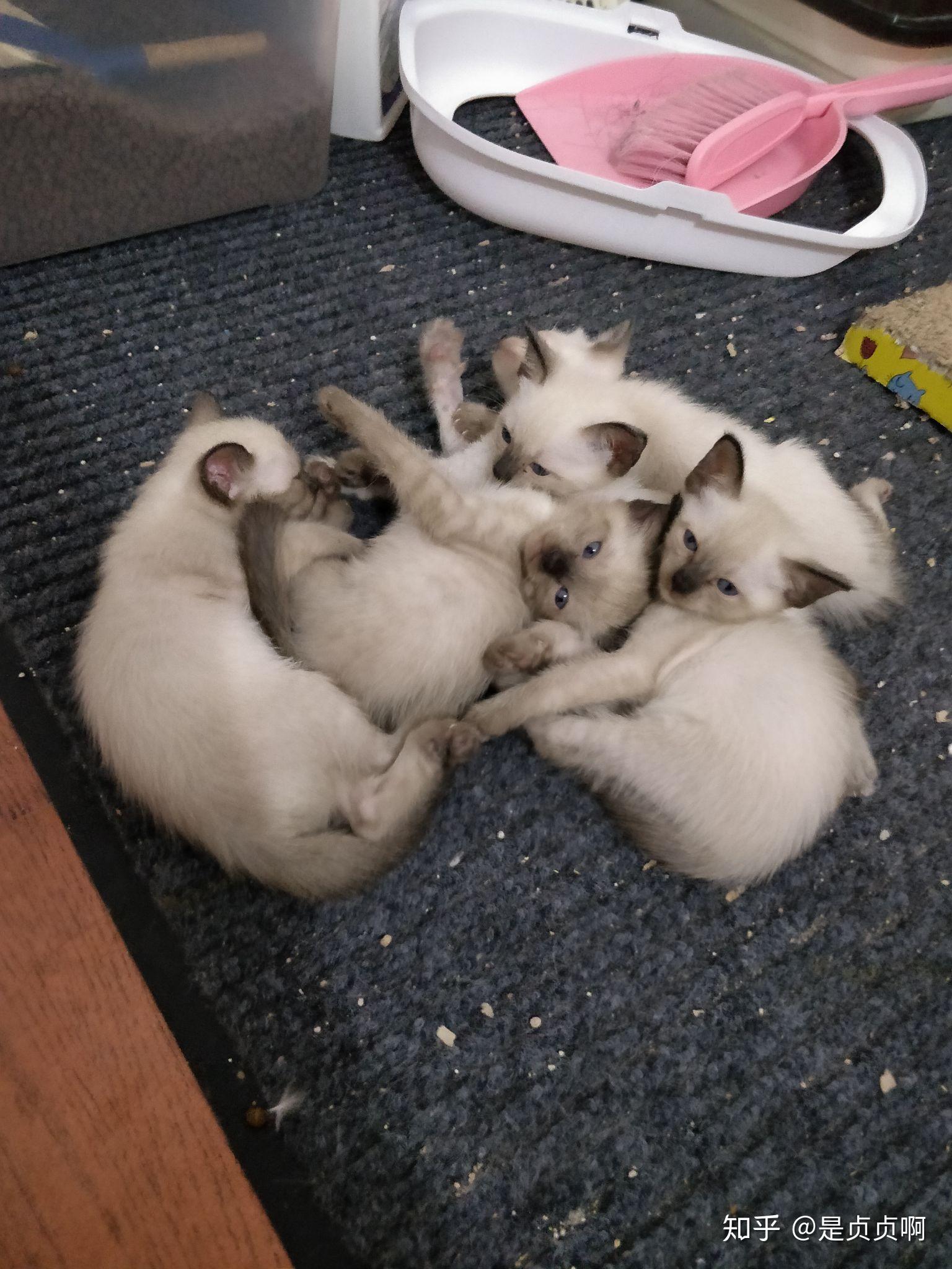 猫生小猫前都有什么反应？ - 知乎