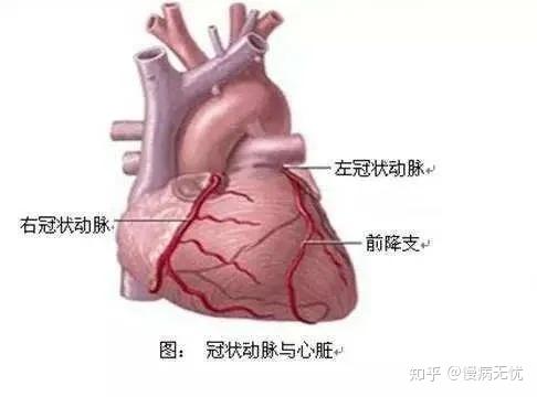 負責供應心臟左室的一半,供應面積佔到心臟的50%,左迴旋支佔20%,右