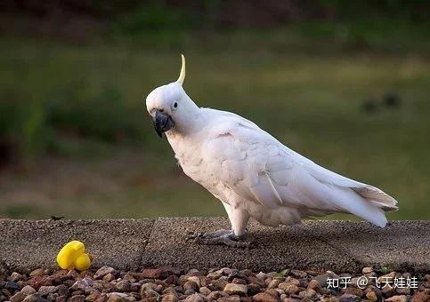 怎么教鹦鹉说话简单过程 v2-baf36c636790b21c1ada6cf51bab1305_r.jpg