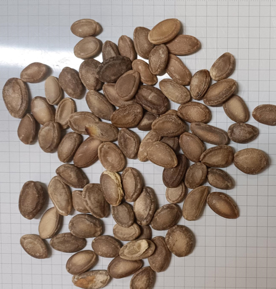 瓜蒌子的双重身份:既是坚果食品又是中药材,区别在哪?不同部位功效全解析 - 知乎