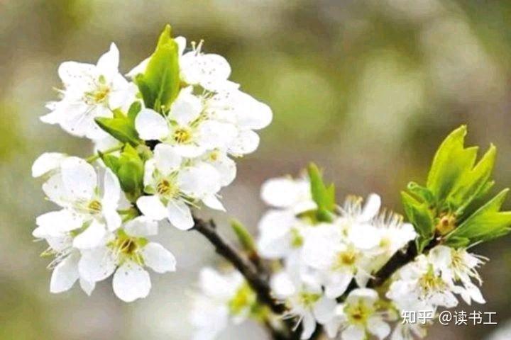 八首李花诗歌，桃红李白，开尽桃花见李花 - 知乎