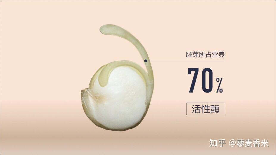 用“放大镜”看藜麦的籽实!想不到长这样! - 知乎